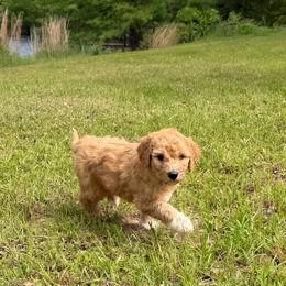 Phoenix - Apricot female Goldendoodle puppy in Pittsburg, Texas from Grace Springs Goldendoodles