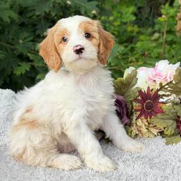 Green Bow - Blenheim male Cavapoo puppy in Evart, Michigan from Northern’s Cute Cuddly Cava Poos