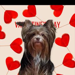 Dolly - Yorkshire Terrier