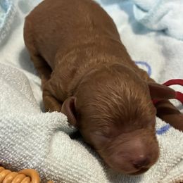 Red Collar - Red  male Poodle puppy in Huntsville, Alabama from Flint River Poodles