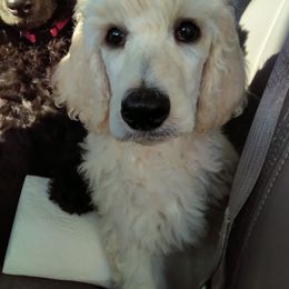Poodle Puppies from Magnificent Standards