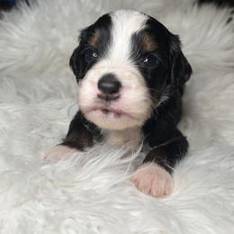 Goldendoodle Puppies from Luxe Doodle Haven