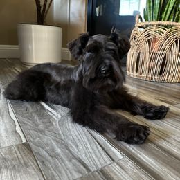 Bonnie - Miniature Schnauzer