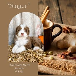 Ginger (Pink Collar) - Chocolate merle female Bernedoodle puppy in Hudson, Indiana from TurkeyCreek-K9