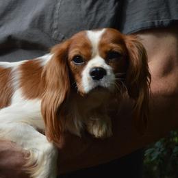 Danny - Cavalier King Charles Spaniel