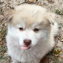 Chip - Merle male Pomsky puppy in Spring Hill, Florida from PDQ Pomskies
