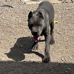 Boy 2 - Gray male Cane Corso puppy in Sullivan, Missouri from Midwest Cane Corso in Action