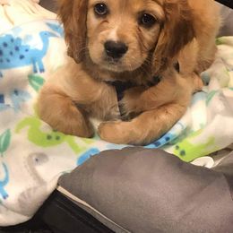 Cavapoo Puppies from Jessie's Puppies