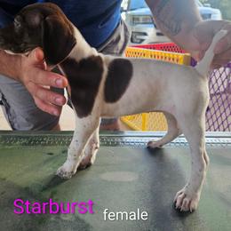 German Shorthaired Pointer Puppies from Wood Farmstead