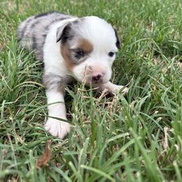 Blaze - Blue merle female Toy Australian Shepherd puppy in Hawley, Texas from Foxy’s Dachshunds & Toy Aussies