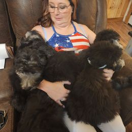 Goldendoodle Puppies from Country Pups Doodles