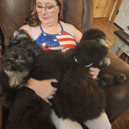 Goldendoodle Puppies from Country Pups Doodles