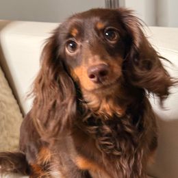 Matilde - Dachshund