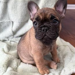 French Bulldog Puppies from Rebecca White