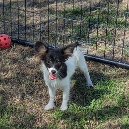 Tinsel - White and black male Papillon puppy in Joshua, Texas from Summertime Kennels