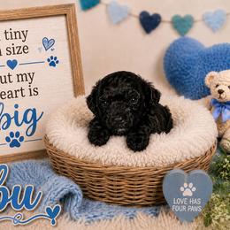 Abu - Black male Shihpoo puppy in Hertford, North Carolina from Heaven Sent Shihpoo's