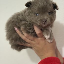 Lilac girl - Lavender female Pomeranian puppy in Sunnyside, Washington from The Pom farm