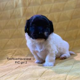 Girl 2 - Black and white female Havanese puppy in Lovingston, Virginia from Tye River Havanese