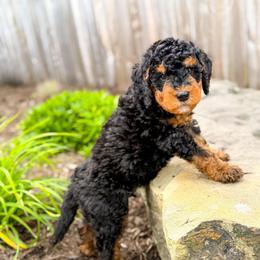 Bourbon - Phantom male Bernedoodle puppy in Pittsburgh, Pennsylvania from WestPenn Doodles LLC