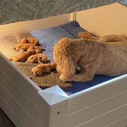 Goldendoodles from Honeysuckle Creek Goldendoodles