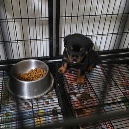 No name - Black and mahogany male Rottweiler puppy in San Bernandino, California from VON DER SENTINEL