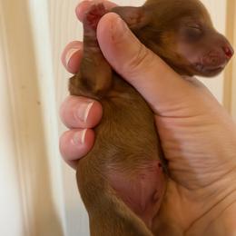 Bentley - Chocolate male Dachshund puppy in Bergen, New York from T. Rex Doxies & Friends