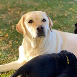 Labrador Retrievers from Stonehouse Labradors