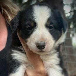 Millie - Tri-color female Border Collie puppy in North Lakeport, California from Wild Rose Ranch