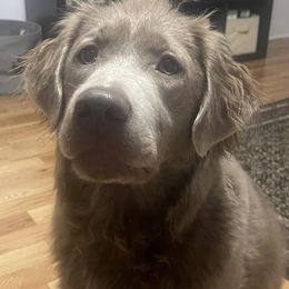 Dilute Retrievers and Labrador Retrievers from Sterling Hollow Labradors LLC