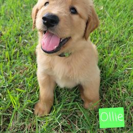 Goldendoodle and Golden Retriever Puppies from A Golden Summer