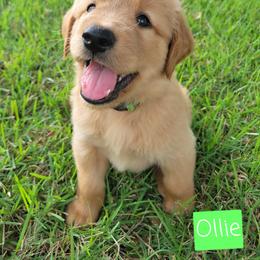 Goldendoodle and Golden Retriever Puppies from A Golden Summer