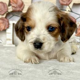 Miss. Purple-3800 - Dapple female Dachshund puppy in Ocala/Gainesville, Florida from From the Heart Doxies