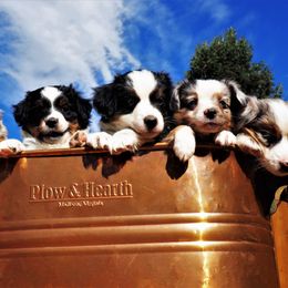 Miniature Australian Shepherd Puppies from Mini Aussie Tails