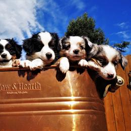 Miniature Australian Shepherd Puppies from Mini Aussie Tails