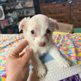 Marshall lilac - Silver male Chihuahua puppy in Seneca, Missouri from Stephanie’s Puppy Colony