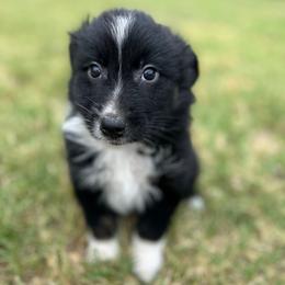 Black Bi-2 browns - Black male Australian Shepherd puppy in Piedmont, Oklahoma from HeartDriven Aussies