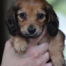 Jessie - Red male Dachshund puppy in Lowell, Indiana from IvoryForge Dachshunds