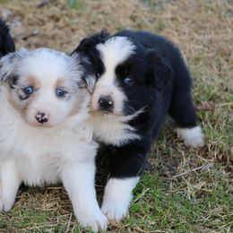 Miniature Australian Shepherds from Lakefront Acres