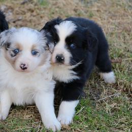 Miniature Australian Shepherds from Lakefront Acres