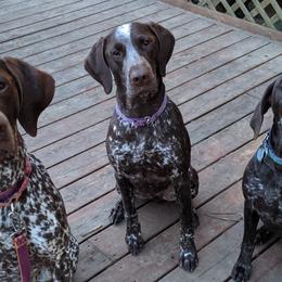 German Shorthaired Pointers from Breezy Valley German Shorthaired Pointers