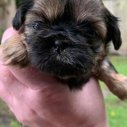 Shih Tzu Puppies from Bailey Belle Shih Tzu