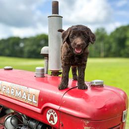 Coco (Pink Collar) - Chocolate female Goldendoodle puppy in Bell Buckle, Tennessee from Precious Puptown Doodles