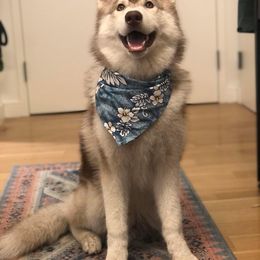 Siberian Husky Puppies from KPM Siberians