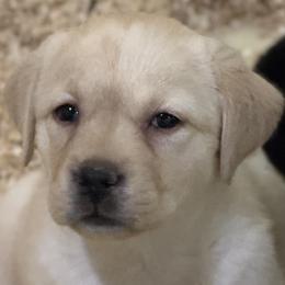 Shelly - Yellow female Labrador Retriever puppy in Silver Springs, New York from Humehill