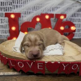 Boy 1 - Cream male Dachshund puppy in Bald Knob, Arkansas from Victoria’s Dachshunds