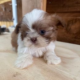 Moe - Gold and white male Shih Tzu puppy in Chariton, Iowa from Mia Lucky Home