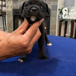 Staffordshire Bull Terrier Puppies from Miguel's Staffordshire Bull Terriers