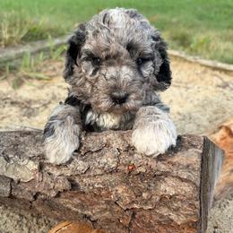 Sierra - Merle female Goldendoodle puppy in Zeeland, Michigan from Dandelion Lane Doodles