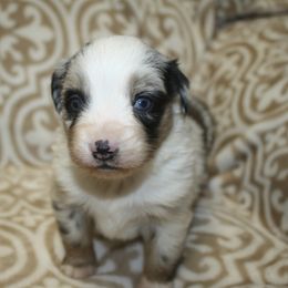 Boy 2 - Blue merle male Miniature Australian Shepherd puppy in Licking, Missouri from Burnett Aussies