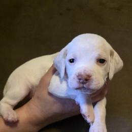 Arctic - Chestnut male Braque du Bourbonnais puppy in Deer Lodge, Tennessee from Steady Wind Braque du Bourbonnais Pointers